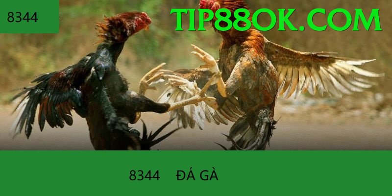 Đá Gà Trực Tiếp - Ưu đãi đặc biệt - Arena