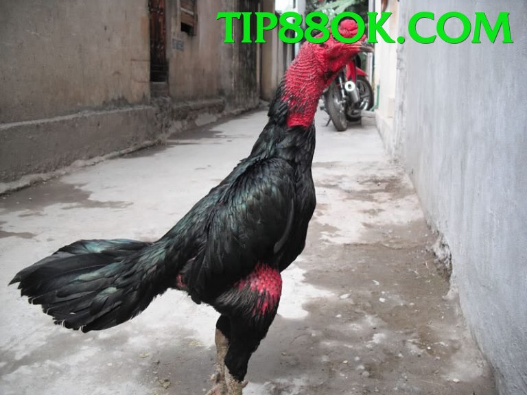 Đá Gà Trực Tiếp - Trải nghiệm tuyệt vời - Tài khoản